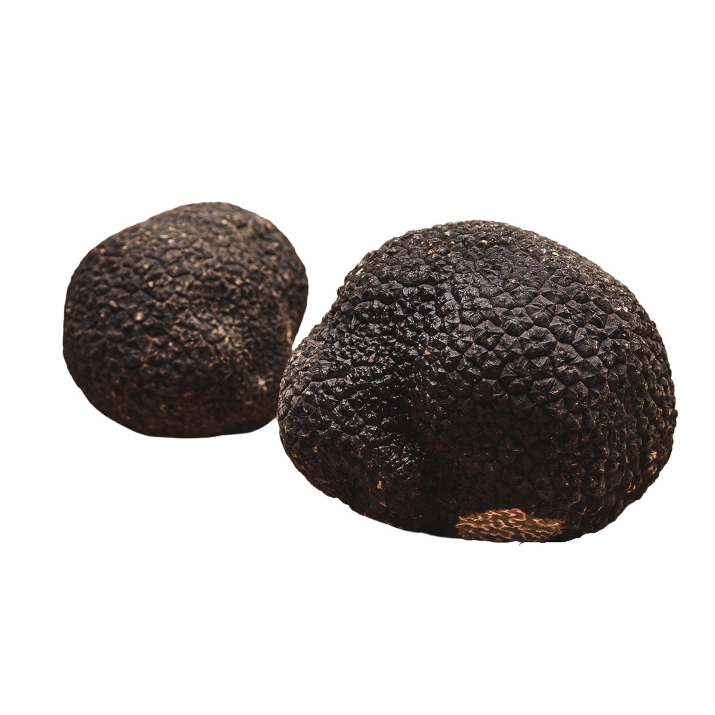 FRISCHER SCHWARZER HERBSTTRÜFFEL - TUBER UNCINATUM